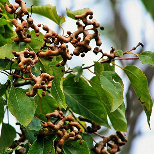 Hovenia Dulcis Japanischer Rosinenbaum Samen Bonsai koreanischen Mutter Süße weiße Flowe von SVI