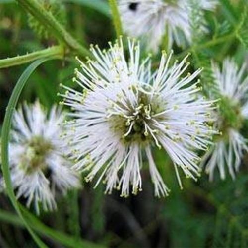 Illinois bundle (Desmanthus Illinoensis) - 50 Samen von SVI