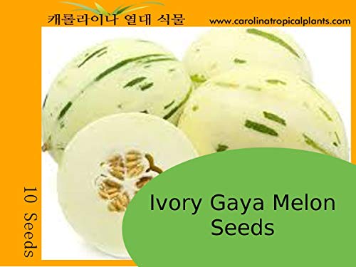 Ivory Gaya Melon Seeds - 10 Samen von SVI