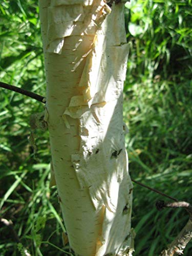 JAPANESE weiße Birke (Betula platyphylla) 100 Samen von SVI