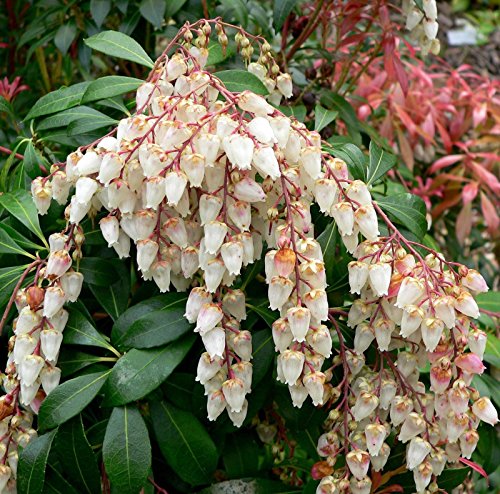 Japanische Andromeda, Pieris Japonica, Strauch 50 Samen von SVI