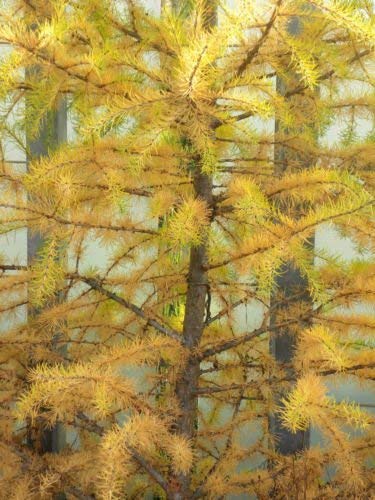 Japanische Lärche, Japanische Lärche für Schattenbaum oder Bonsai, 25 Baumsamen. von SVI