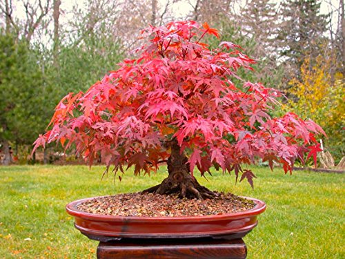 Japanische Rote Ahorn Bonsai-Baum, Wachsen Sie Ihr eigenes Baum, Büro-Dekor, 20pcs / bag Samen von SVI