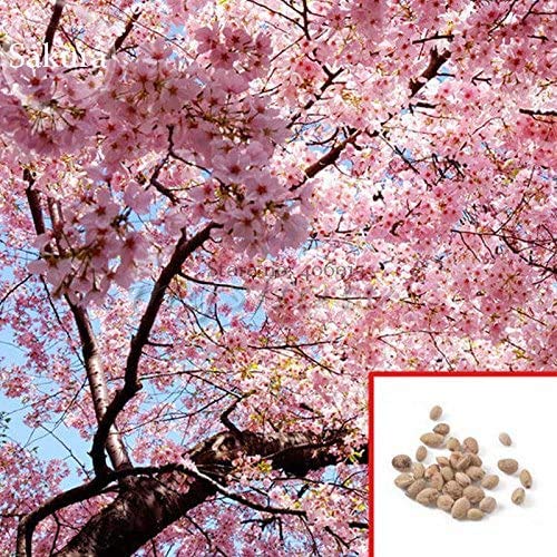 Japanische Sakura Blüte Kirschblüten-Bonsai-Baum 10 Samen von SVI