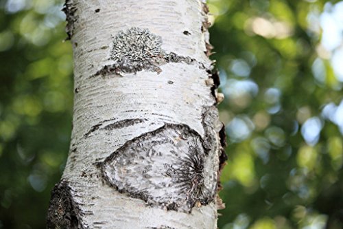 Japanische Weiße Birke (Betula platyphylla Japonica), 100 Samen von SVI