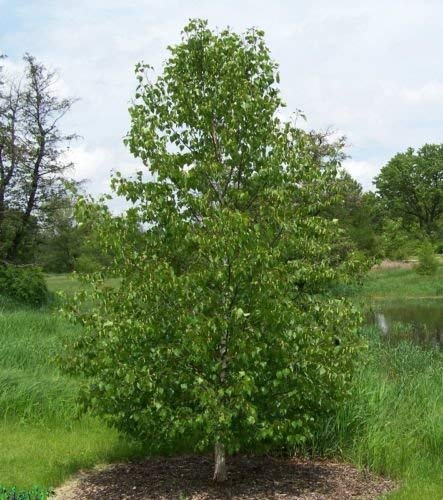 Japanische weiße Birke, Betula platyphylla japonica Whitespire, Baumsamen (Fast) 50 von SVI