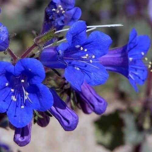 Kalifornien Glockenblumen Blumensamen (Phacelia Campanularia) 400 + Seeds von SVI