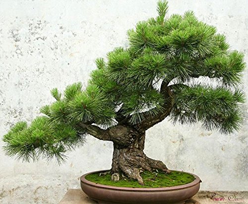 Kiefer Samen Pinus thunbergii-Samen Bonsai Samen Topf Landschaft Hausgarten, 50 Samen/bag von SVI