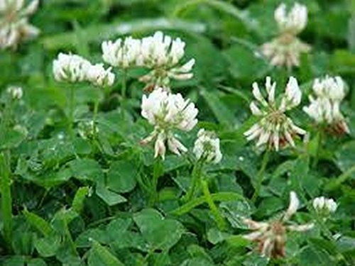 Klee Weiß Dutch (Trifolium repens) - 500 Samen von SVI
