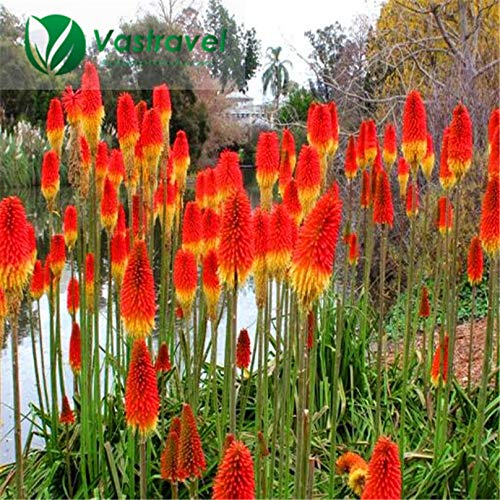 Kniphofia Torch Lily Flower Red Hot Poker Kniphofia Uvaria 20 Seeds/Bag Easy To Grow Excellent Perennial Flower von SVI