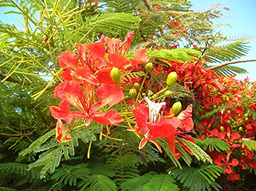 Königliche Poinciana Baum (Delonix regia), 5 Samen von SVI