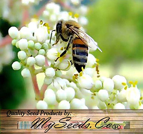 Korean Evodia, (Bee Bee-Baum), Evodia Danielli, Baum 50 Samen von SVI
