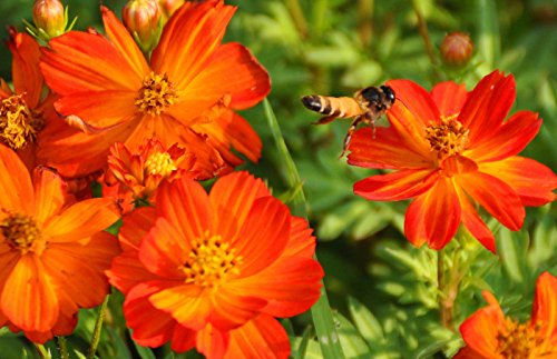 Kosmos, helle Lichter, sulpher, orange/gelbe Blüten, 175 Samen von SVI