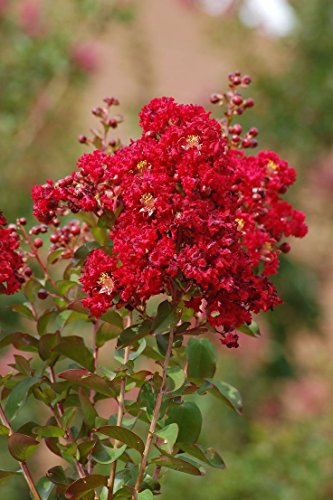Lagerstroemia indica Roter Hahn | Kreppmyrte | 50_ Seeds Lagerstroemia indica Roter Hahn | Kreppmyrte | 50_ Seeds von SVI