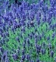 Lavendel - Hidcote Blue - 400 Samen von SVI