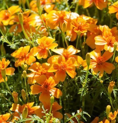 Legend Online Garten Samen Blumen Marigold Tangerine Gem Hitze Tolerant D1411 (orange) 500 offen befruchteten Samen s von SVI