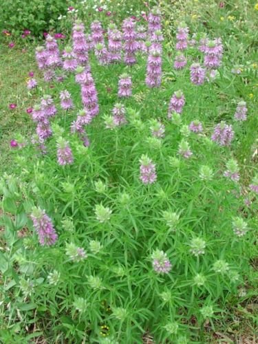 Lemon Mint"Monarda citriodora" 400 Seeds von SVI