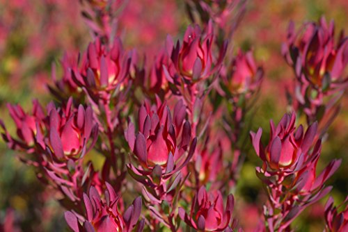 Leucadendron salignum ~ Red Devil Blush ~ Dazzling Conebush ~ gesehen Selten 3 Samen ~ von SVI