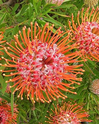 Leucospermum cordifolium - Herzblättrige Silber - seltene tropische Pflanzensamen (5) von SVI