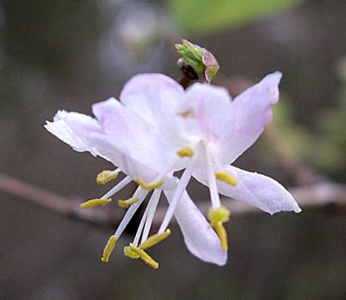 Lonicera fragrantissima | Winter Geißblatt | 20_Seeds von SVI