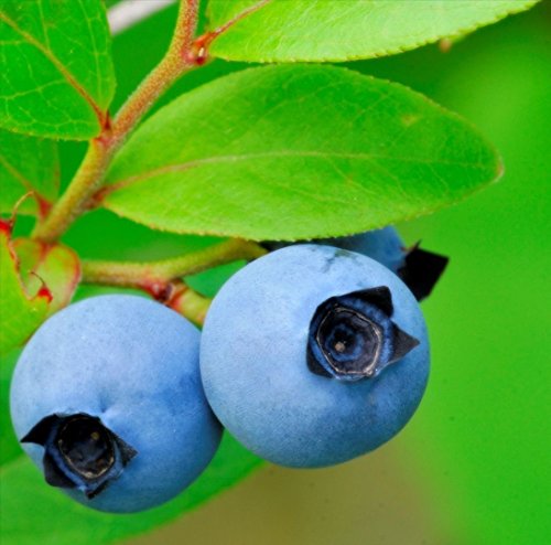 Lowbush Heidelbeere, Vaccinium angustifolium, 100 Samen (Edible, Auffälliges, Fall-Farbe) von SVI