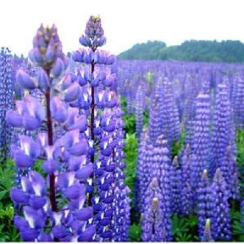 Lupine Stauden Blau 40 Samen Garten von SVI