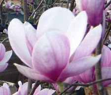 Magnolia soulangeana | Tulpenbaum | 10_Seeds von SVI