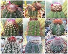 Melocactus Mixed Variety Mix Cacti Rare Cactus globulären Turks Seed 1000 Seeds von SVI
