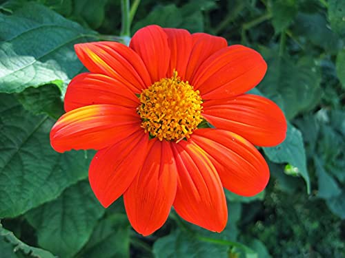Mexikanische Sonnenblume Orange- (Tithonia speciosa Goldfinger) - 100 Samen von SVI