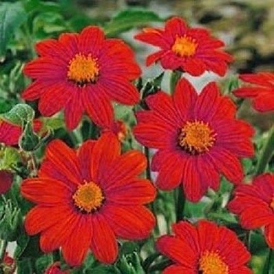 Mexikanische Sonnenblume Red Torch 50 Samen von SVI