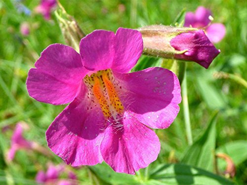 Mimulus lewisii | Lewis' monkey, große lila monkey, 300 Samen von SVI