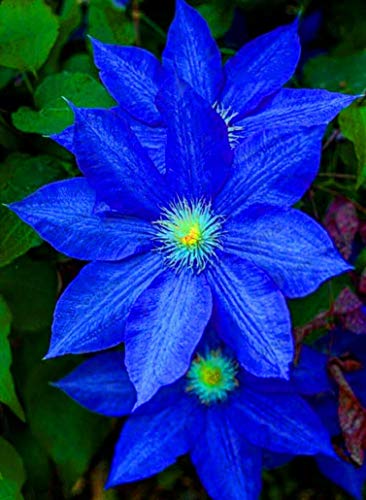 Mr.seeds 300 Clematis Samen Hybridas Klematis blau hängen Blumentöpfe, Terrasse B. Drohender Pflanzen Sementes De Flores von SVI