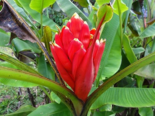 Musa Coccinea - Red Scarlet Thai Blüte Banana - Tropischer Baum Samen (10) von SVI