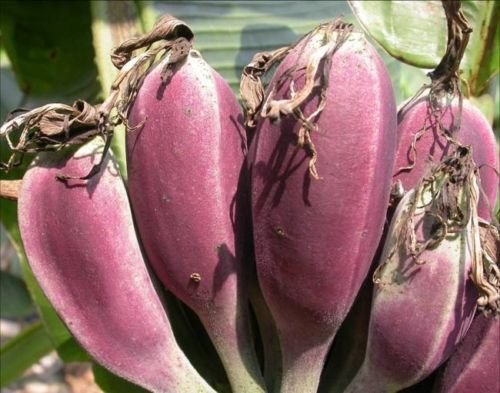 Musa itinerans 'Burmese Blue' - Die blaue Banane - 10 Samen von SVI
