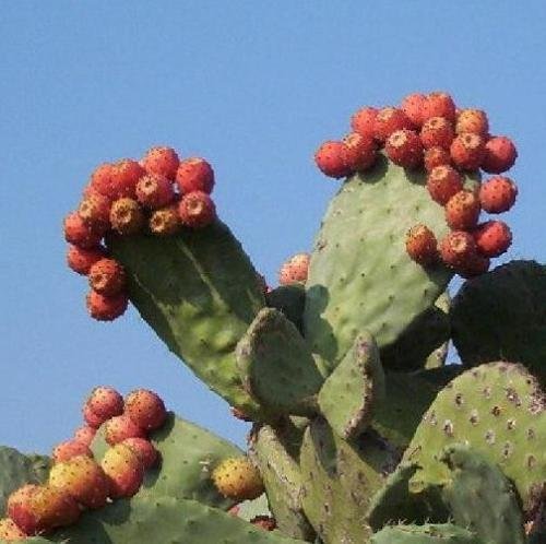 NOPAL RED FRUIT Nopalina Nopalea exotischen eßbaren Kaktus süßen Saft Samen 150 SEEDS von SVI