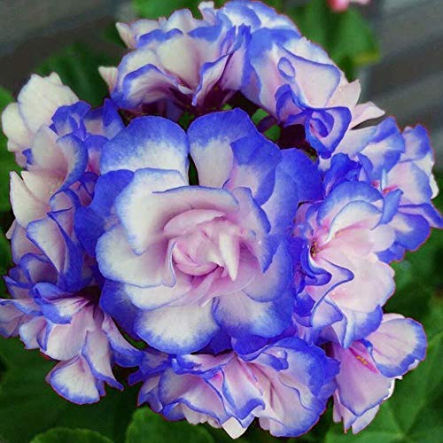 Neue Blau und Pink Einpflanzen Pelargonien Sementes De Flores Raras Doppel cplor Hausgarten 50 Stück * bag Günstige Pelargonium Bonsai Samen von SVI