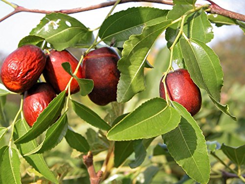 New ASIAN DATUM Jujube Ziziphus Spinosa Gemeinsame Chinese Tsao Red Obstbaum 20+ Seeds von SVI