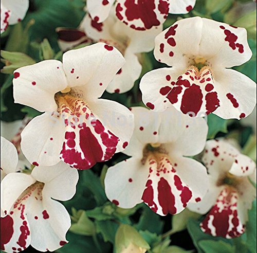 New Home Gartenpflanze 100 Samen Mix Gauklerblume Mimulus Luteus Samen Blumensamen von SVI