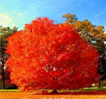 New Rare Red Oak Tree 10+ Seeds - Quercus rubra von SVI