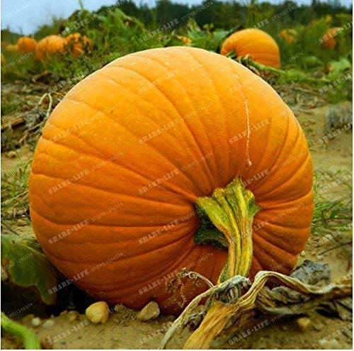 New Riesenkürbis 20+ Samen Halloween-Kürbis Bio-Samen - Cucurbita pepo von SVI