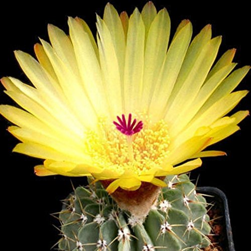 Notocactus buiningii exotischen gelb blühenden parodia seltenen Kaktus Kakteen 50 SEEDS von SVI