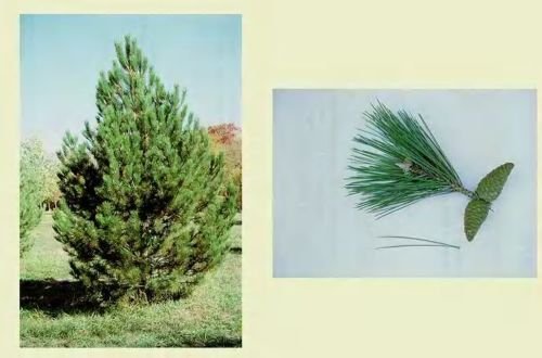 Österreichische Schwarzkiefer, Pinus nigra. 200 Samen. Bäume, Samen von SVI