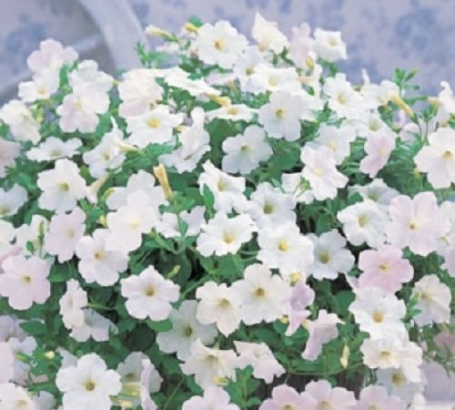 Opera Supreme Petunia Seeds 25 Pelletierte Samen White Rollier Petunia Samen von SVI