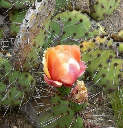 Opuntia phaeacantha - Desert Feigenkaktus - 25 Samen von SVI