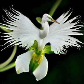 Orchid Samen, Orchid Seed, 200pcs Japanische Reiher Blumen-Samen weißer Reiher Orchid Seeds Radiata Seltene weiße Orchidee Orchideen Samen, weiße Orchideen-Samen, von BiStore von SVI