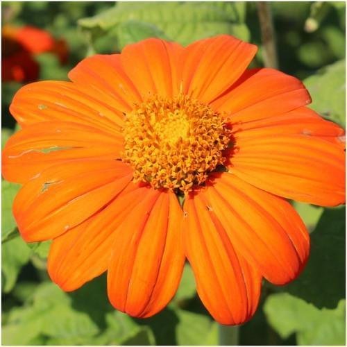 Paket von 100 Samen, mexikanischen Torch Sonnenblumenkerne (Tithonia rotundifolia) von SVI