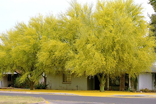 Parkinsonia Aculeata, jerusalem Dorn Palo Verde Blütengelee Baum 15 Samen von SVI