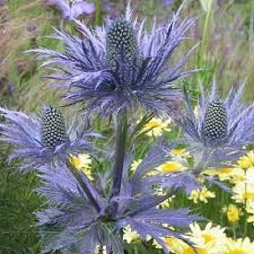 Perennial Eryginum Blue Sea Holly Seeds/Fast Growing (30 Samen) von SVI