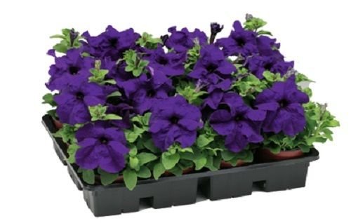 Petunia Samen 50 Pelletierte Samen Tritunia Blau Pelletierte Petunia Samen von SVI