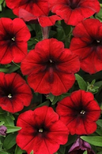 Petunia Samen Tidal Wave Red Velour 25 Pelletierte Samen Blumensamen von SVI